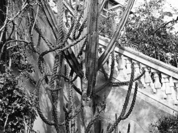Cactus di Villa Ester
