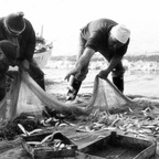 Pescatori